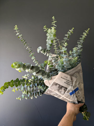 Eucalyptus Bunch Grab 'n Go