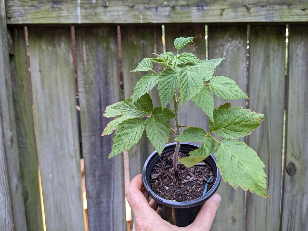Plants - Black Raspberry (MO Native)